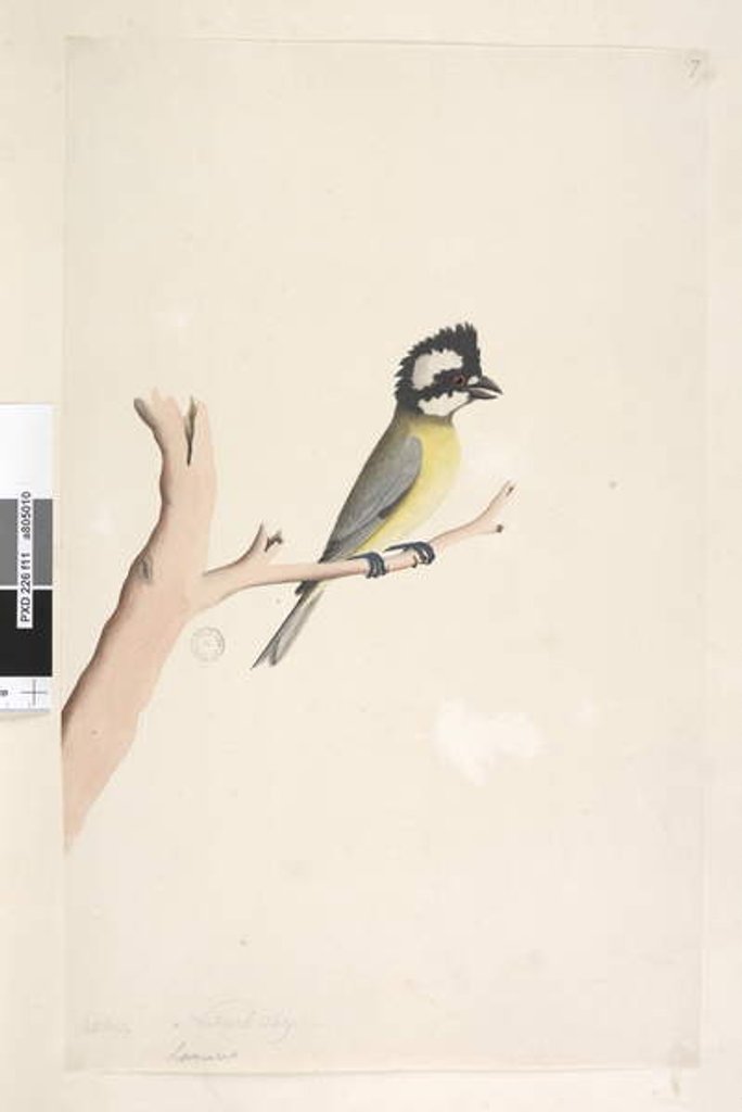 Detail of Page 11. Lanius by Unknown artist