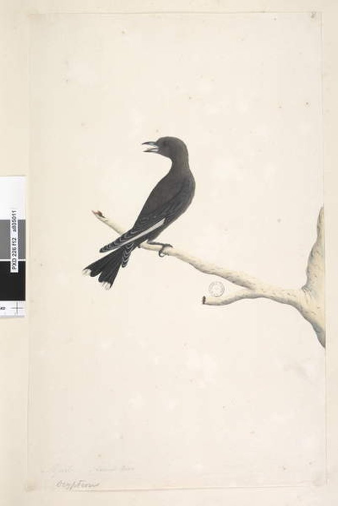 Detail of Page 12. Ocypterus by Unknown artist