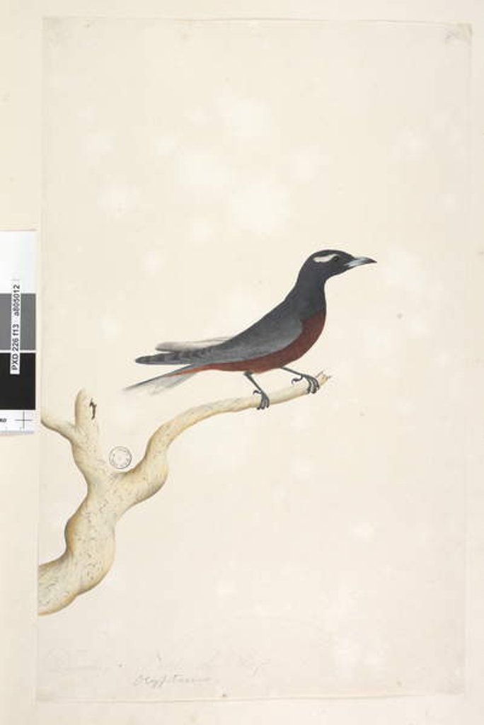 Detail of Page 13. Ocypterus by Unknown artist