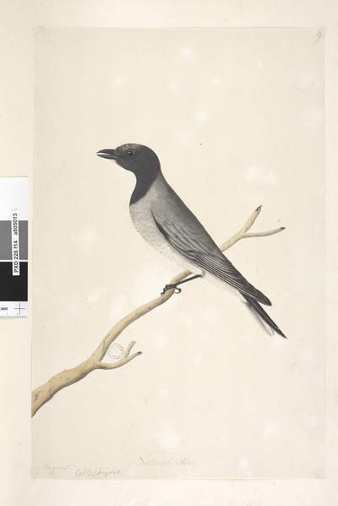Detail of Page 14. Ceblephyris. above title in different hand August. Natural size Little Cuckoo, Shrike? Coracina robusta, 1791-92 by Unknown artist