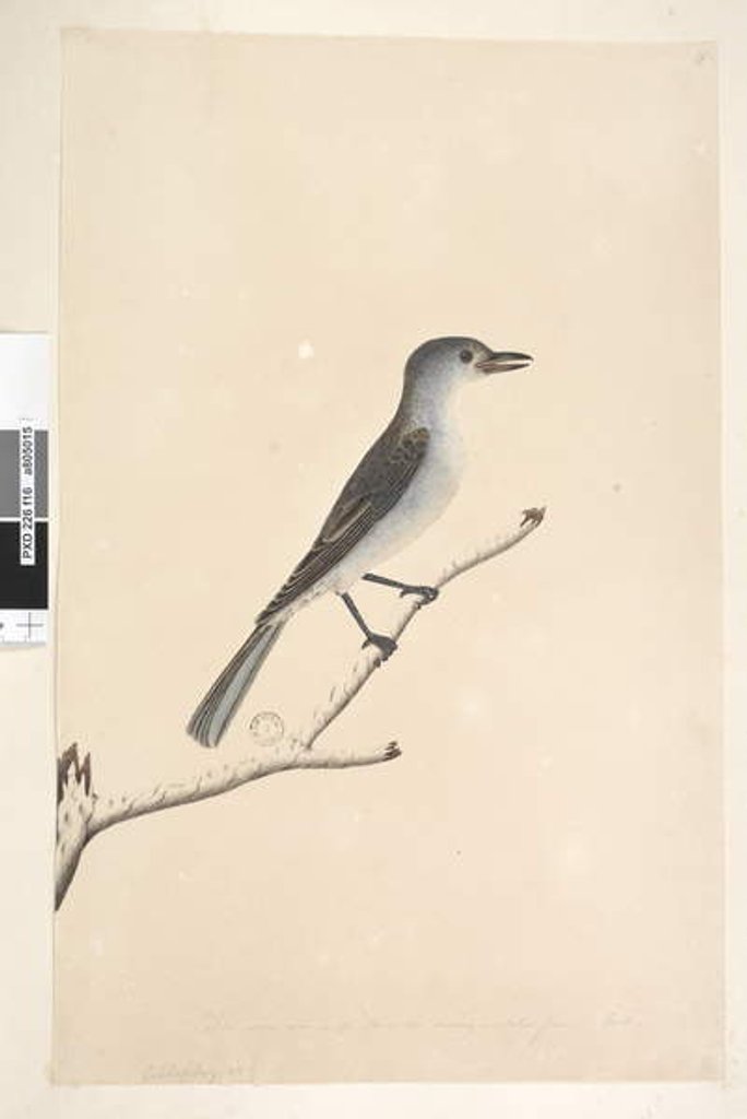 Detail of Page 16. Ceblephyris by Unknown artist