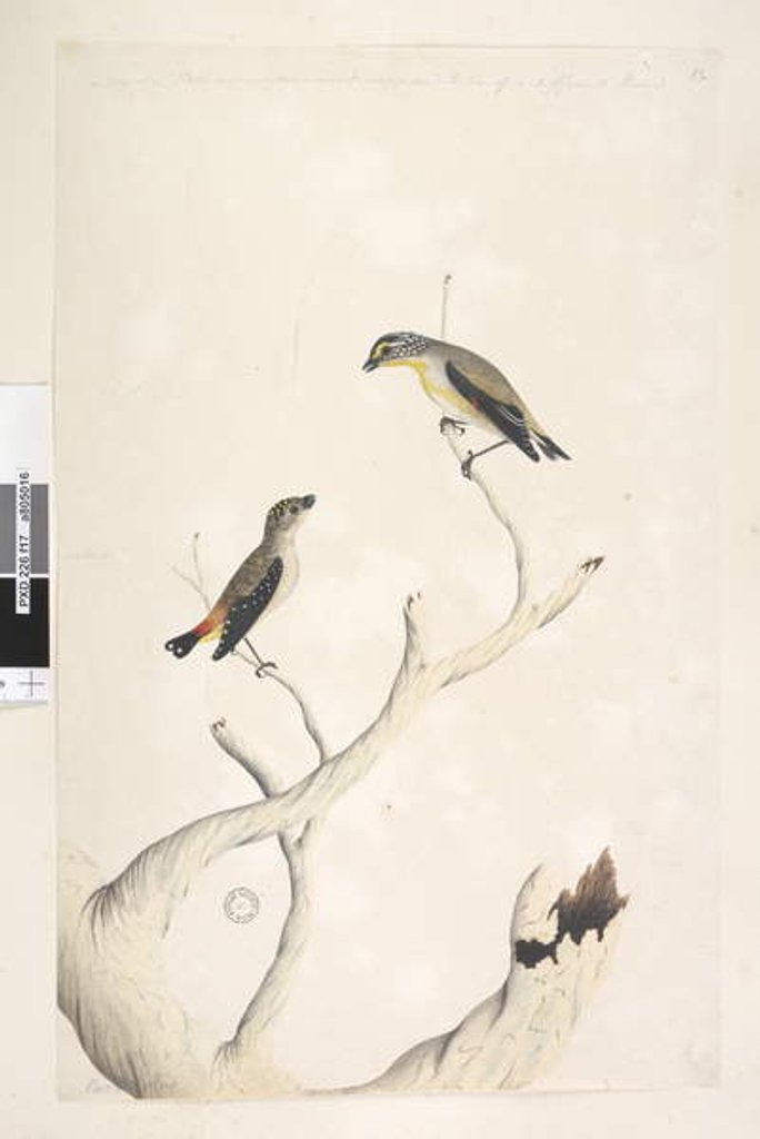 Detail of Page 17. Pardalotus by Unknown artist