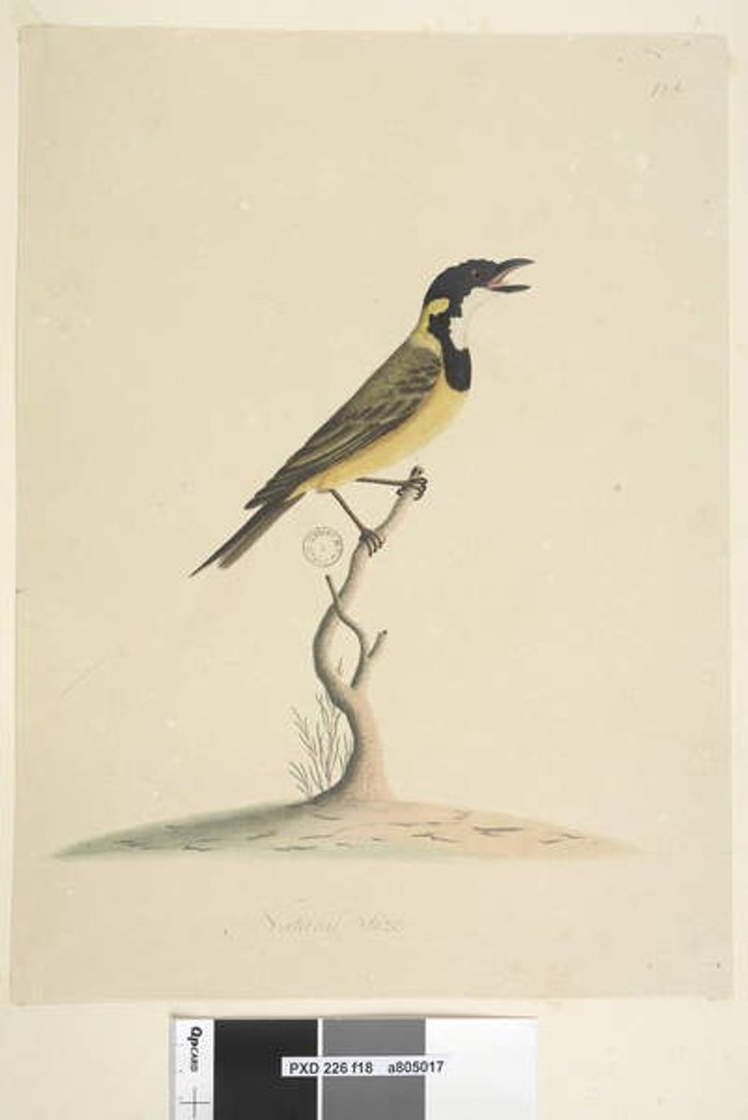 Detail of Page 18. Natural size Golden Whistler by Unknown artist