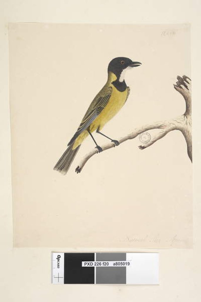 Detail of Page 20. Natural size. April Golden Whistler by Unknown artist