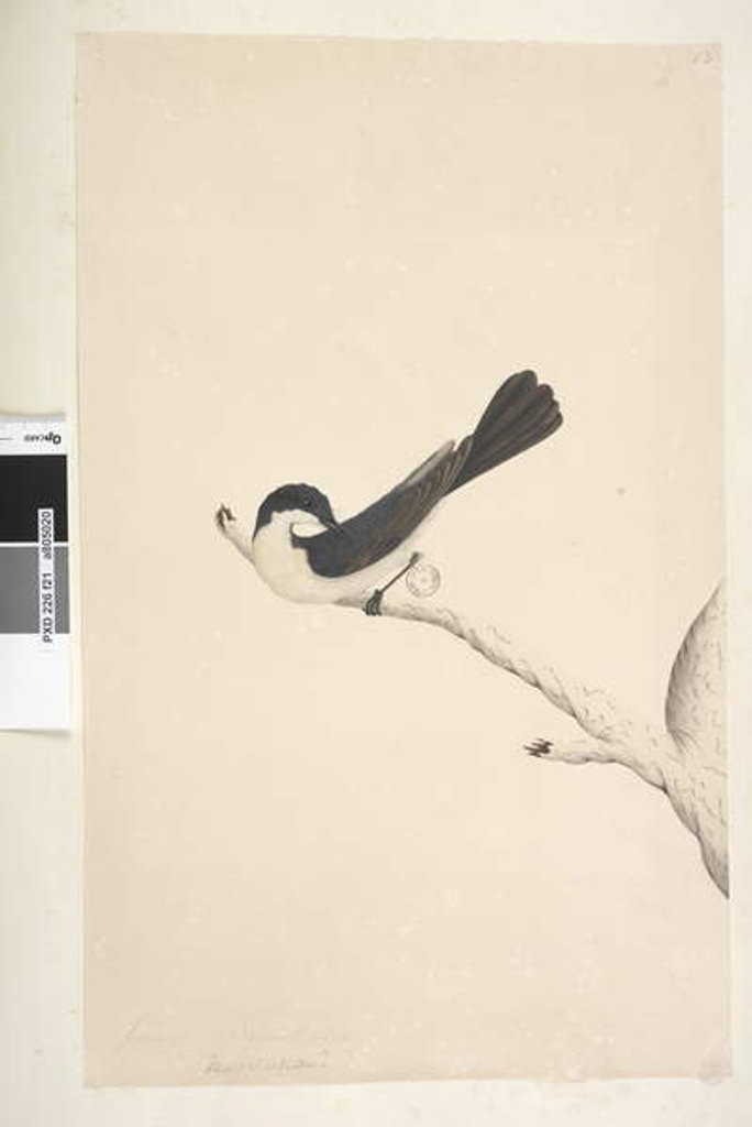 Detail of Page 21. Musciopa by Unknown artist