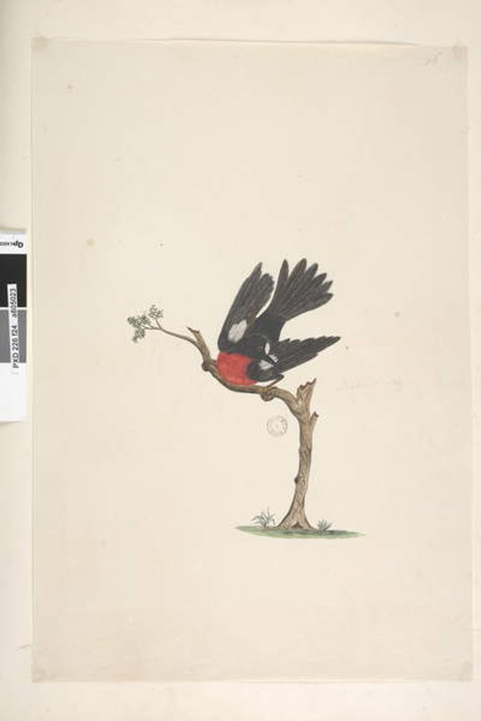 Detail of Page 24. Natural size Scarlet Robin Petroica multicolor, male, Norfolk Island, 1791-92 by Unknown artist