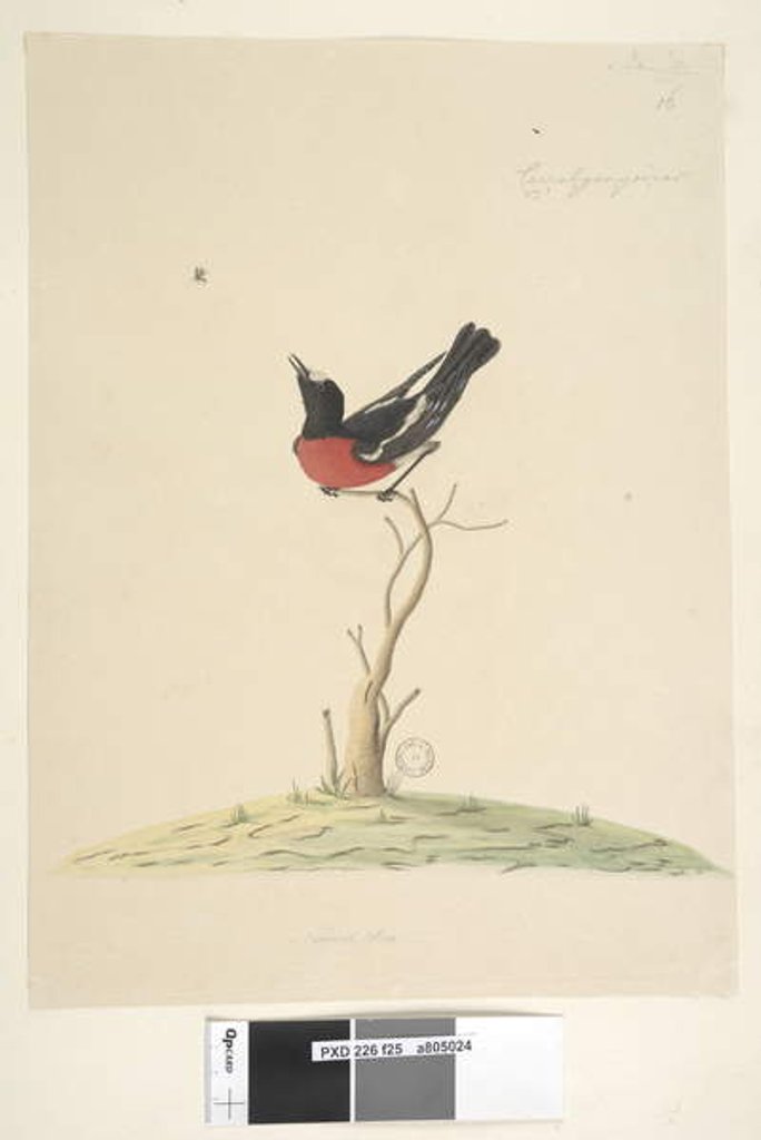 Detail of Page 25. Car,ral,gar,yei,sar by Unknown artist