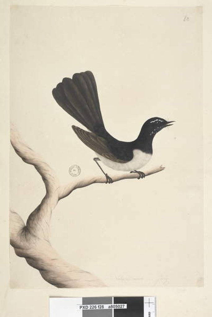 Detail of Page 28. Natural size, July Willie Wagtail by Unknown artist