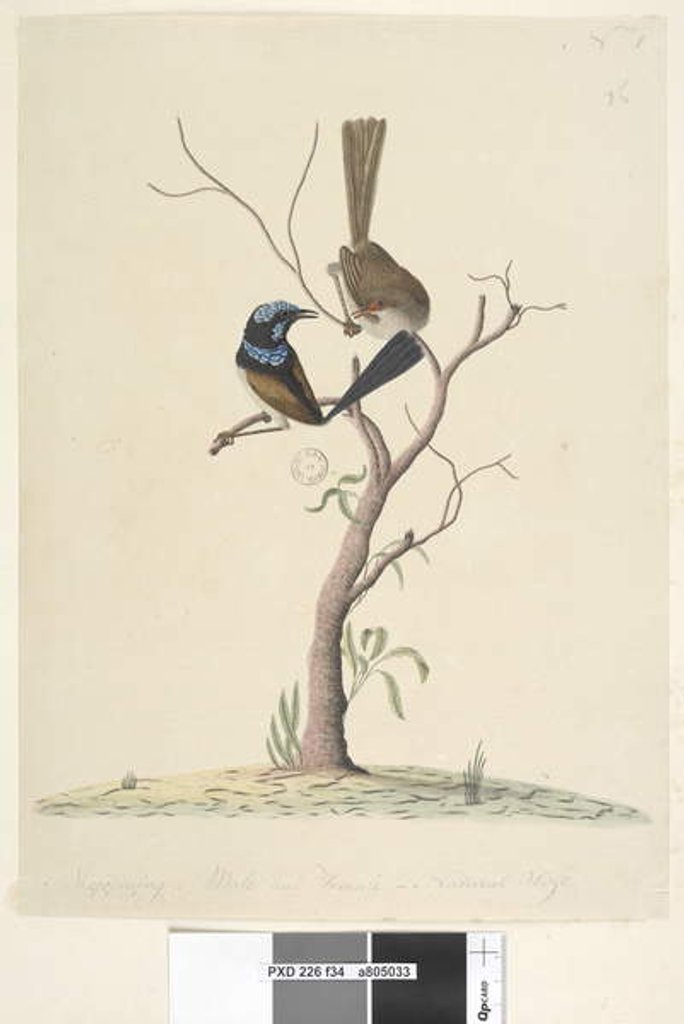 Detail of Page 34. Mo,ro,dru,ing, male and female, natural size Superb Blue Wren Malarus cyaneus, 1791-92 by Unknown artist