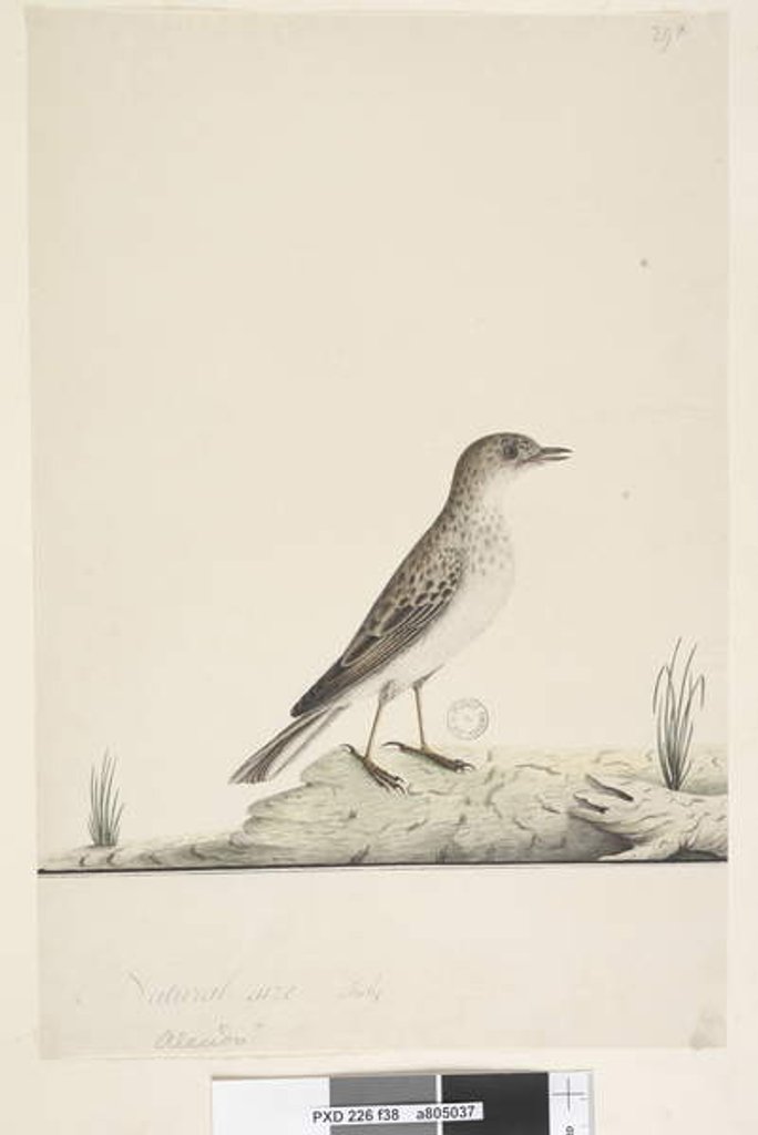 Detail of Page 38. Alundu? above title in different hand Natural size, July Pipit Anthus australis, 1791-92 by Unknown artist