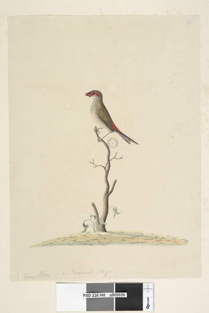 Detail of Page 40. Fringilla. Natural size Red, Browed Finch Neochmia temporalis Aegintha temporalis, 1791-92 by Unknown artist