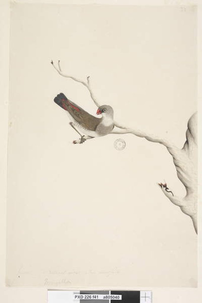 Detail of Page 41. Fringilla. above title in different hand June. Natural size. Iris doubtfull Diamond Firetail Stagonopleura guttata, immature, 1791-92 by Unknown artist