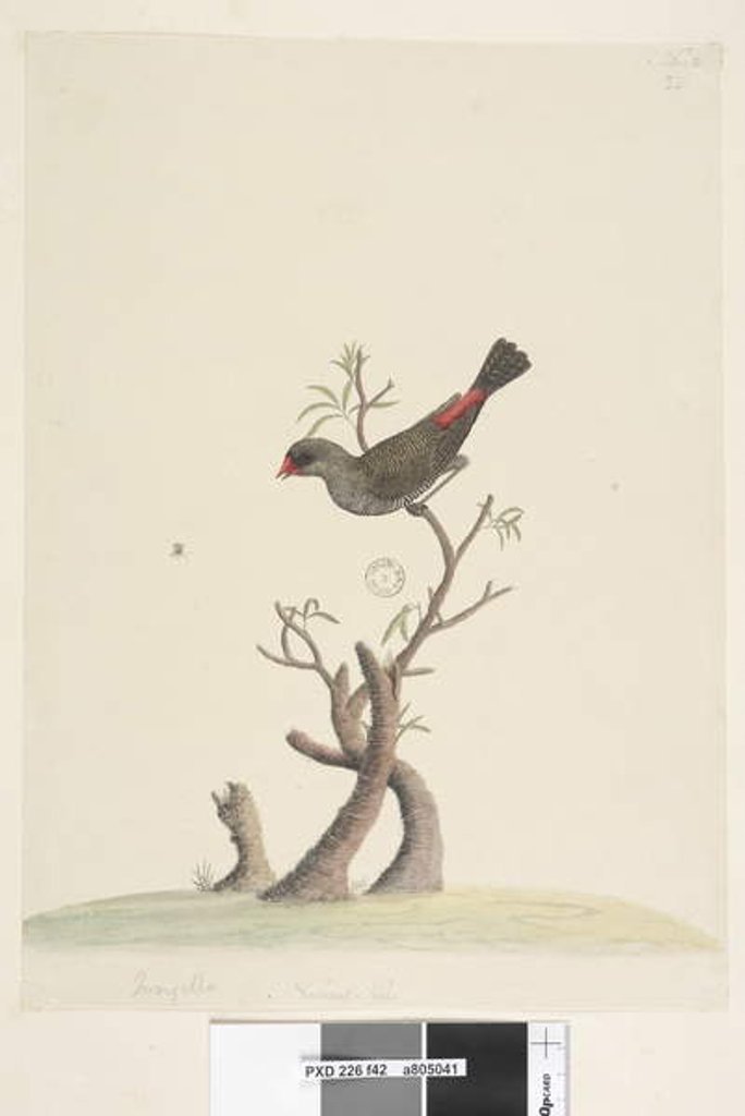 Detail of Page 42. Fringilla. at lower centre in different hand Natural size Diamond Firetail Stagonopleura guttata, 1791-92 by Unknown artist