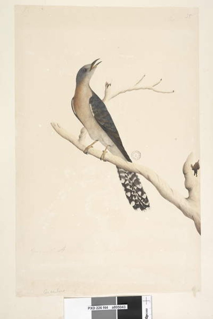 Detail of Page 44. Cuculus by Unknown artist