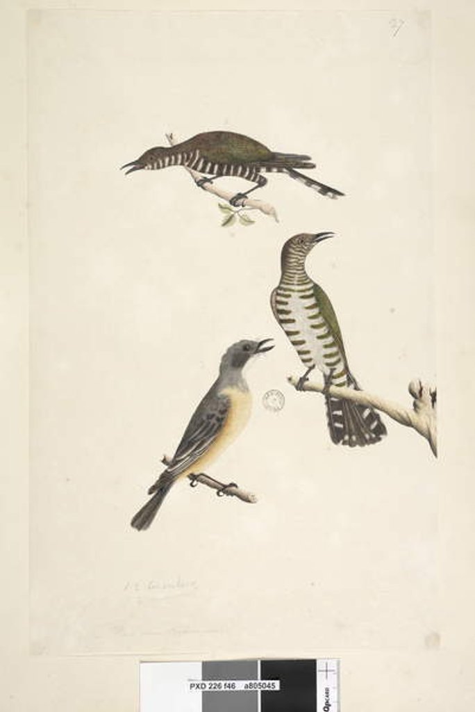 Detail of Page 46. Cuculus by Unknown artist