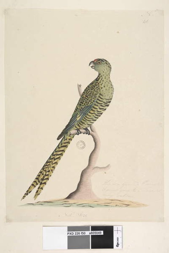 Detail of Page 50. This is a ground parrot & never goes to a tree or very seldom. at lower centre in different hand by Unknown artist