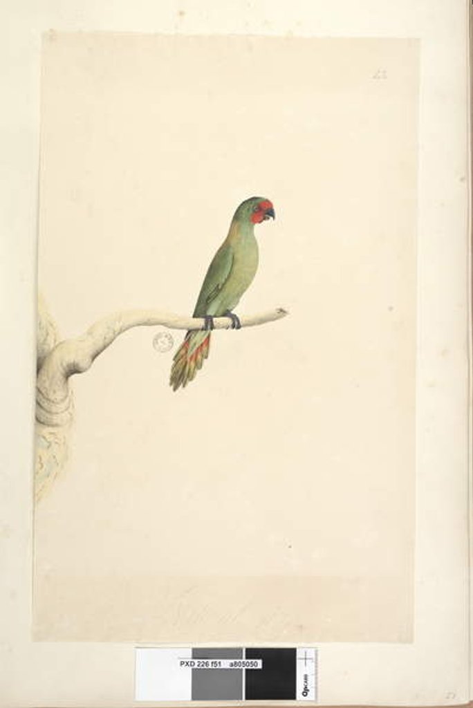 Detail of Page 51. Natural size Little Lorikeet by Unknown artist