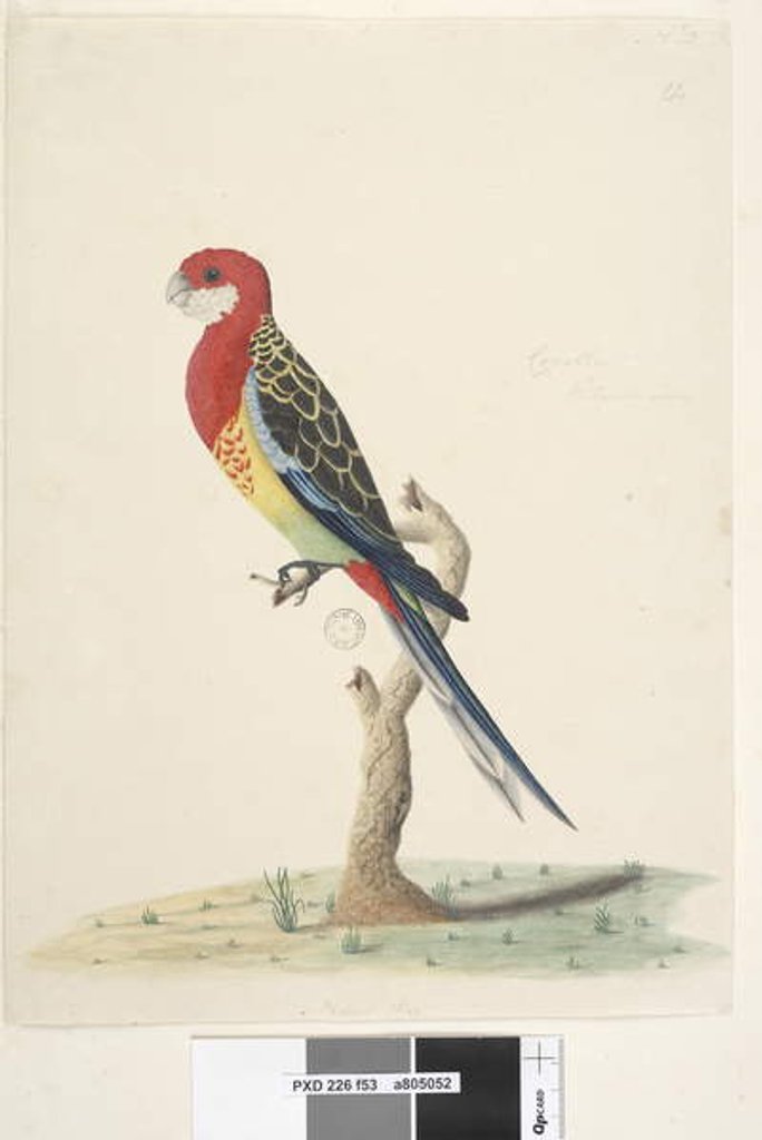Detail of Page 53. Corella by Unknown artist