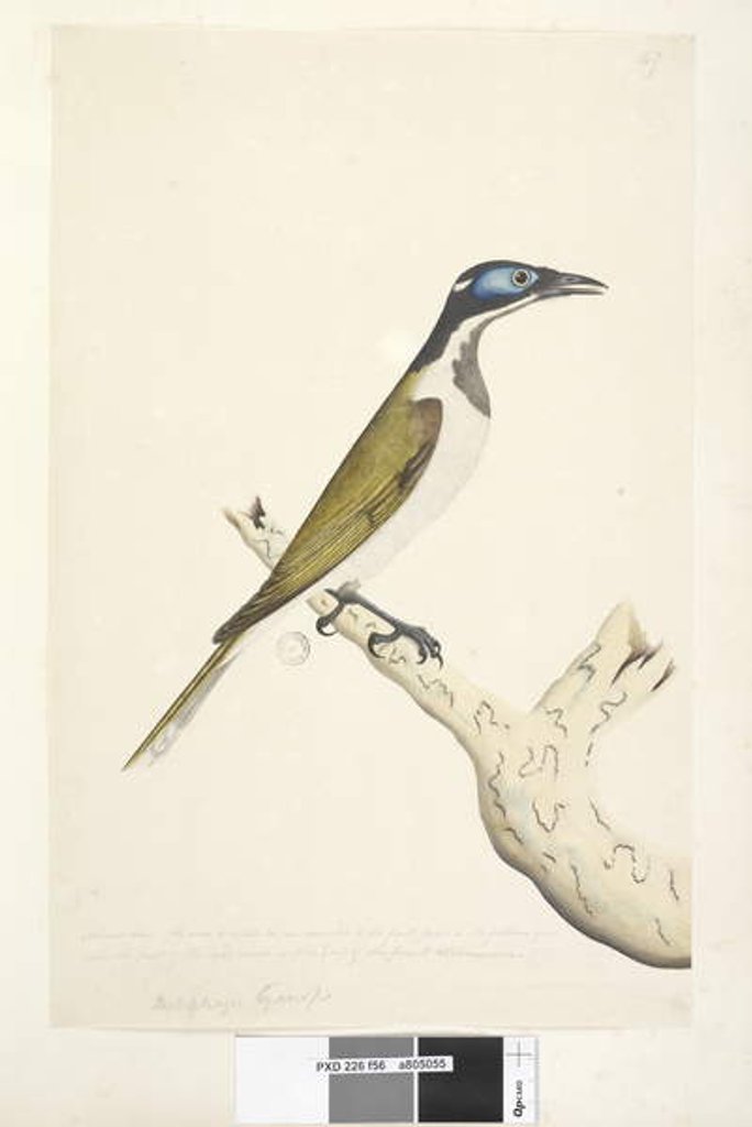 Detail of Page 56. Melephahu Cyanops by Unknown artist