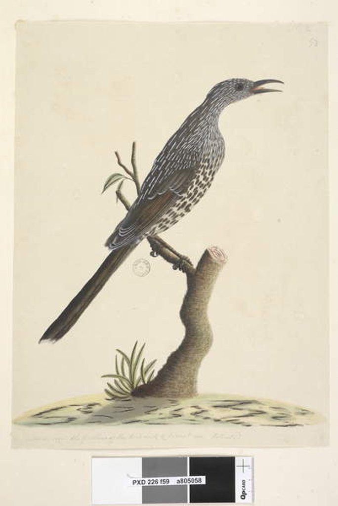 Detail of Page 59. Natural size, the feathers of the head neck & breast are pointed Brush Wattle, Bird Anthochaera chrysoptera, 1791-92 by Unknown artist
