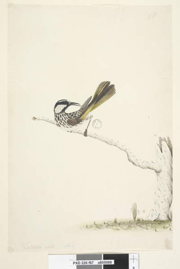 Detail of Page 67. Natural size, June White, Cheeked Honeyeater Phylidonyris nigra, 1791-92 by Unknown artist