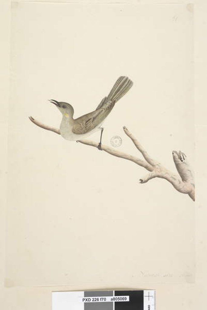 Detail of Page 70. Natural size. August Fuscous Honeyeater Lichenostomus fuscus, 1791-92 by Unknown artist