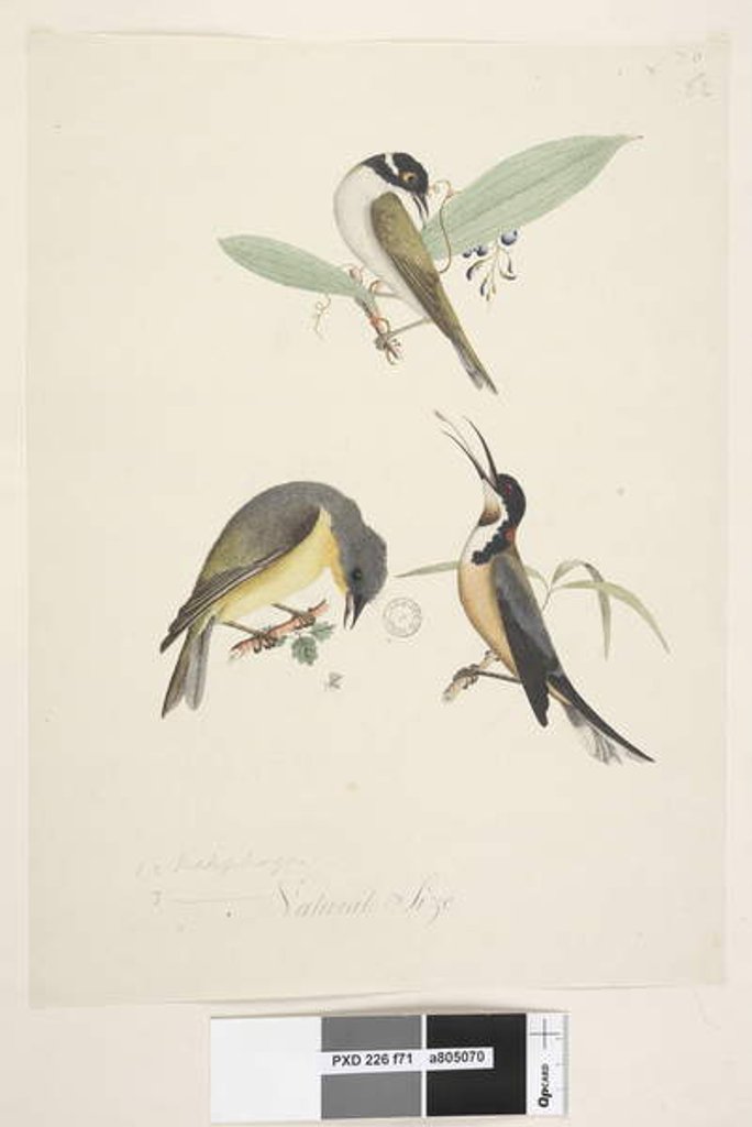 Detail of Page 71. 1, 2. Meliphaga. 3., ? at lower centre in different hand Natural size by Unknown artist