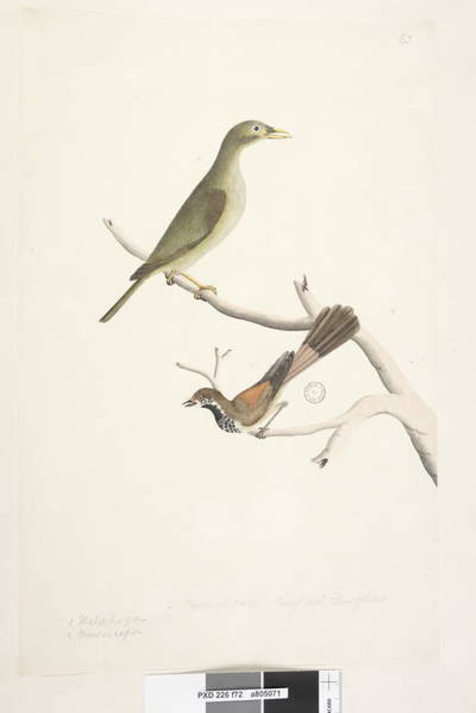 Detail of Page 72. 1. Meliphaga. 2. Muscicapa. by Unknown artist