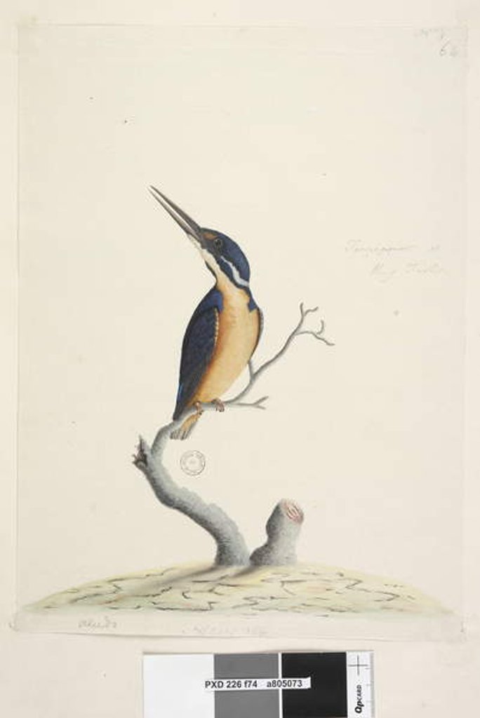 Detail of Page 74. Ter,re,a,mar or King Fisher by Unknown artist