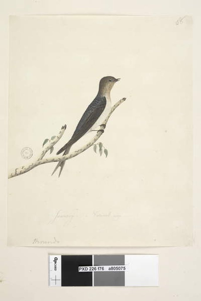 Detail of Page 76. Hirundo by Unknown artist