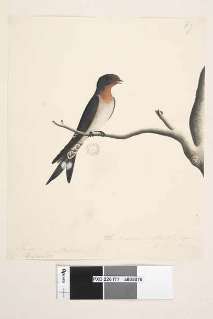 Detail of Page 77. Hirundo by Unknown artist