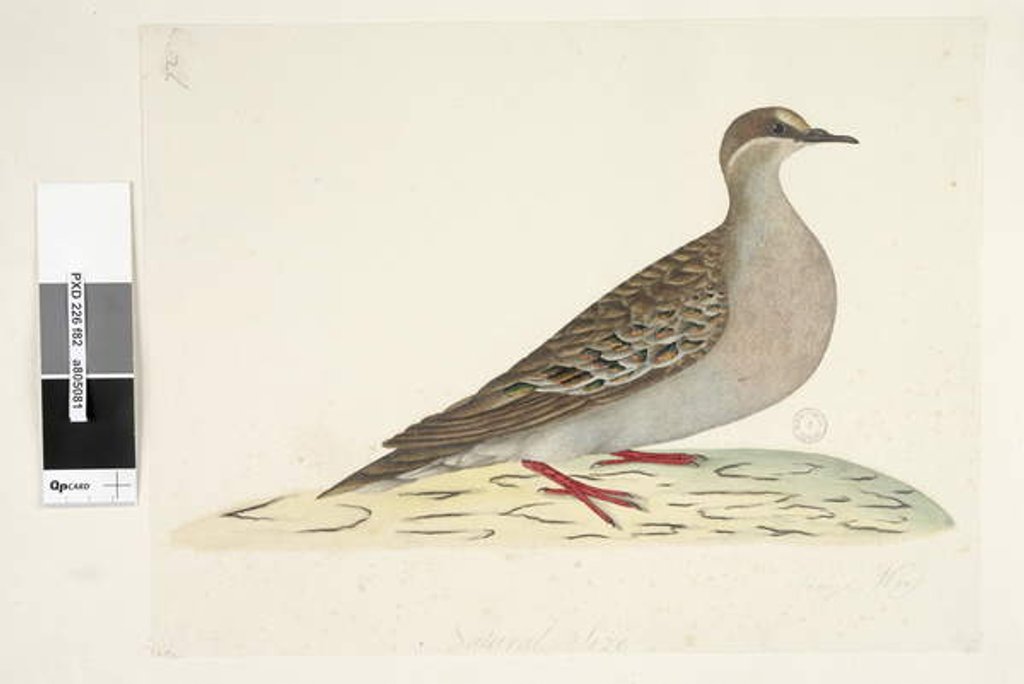 Detail of Page 82. Bronze Wing by Unknown artist