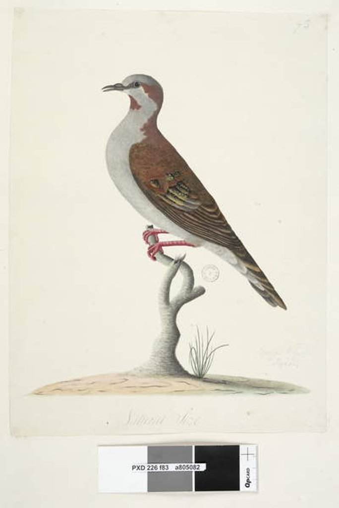 Detail of Page 83. Bronze Winged Pigeon by Unknown artist