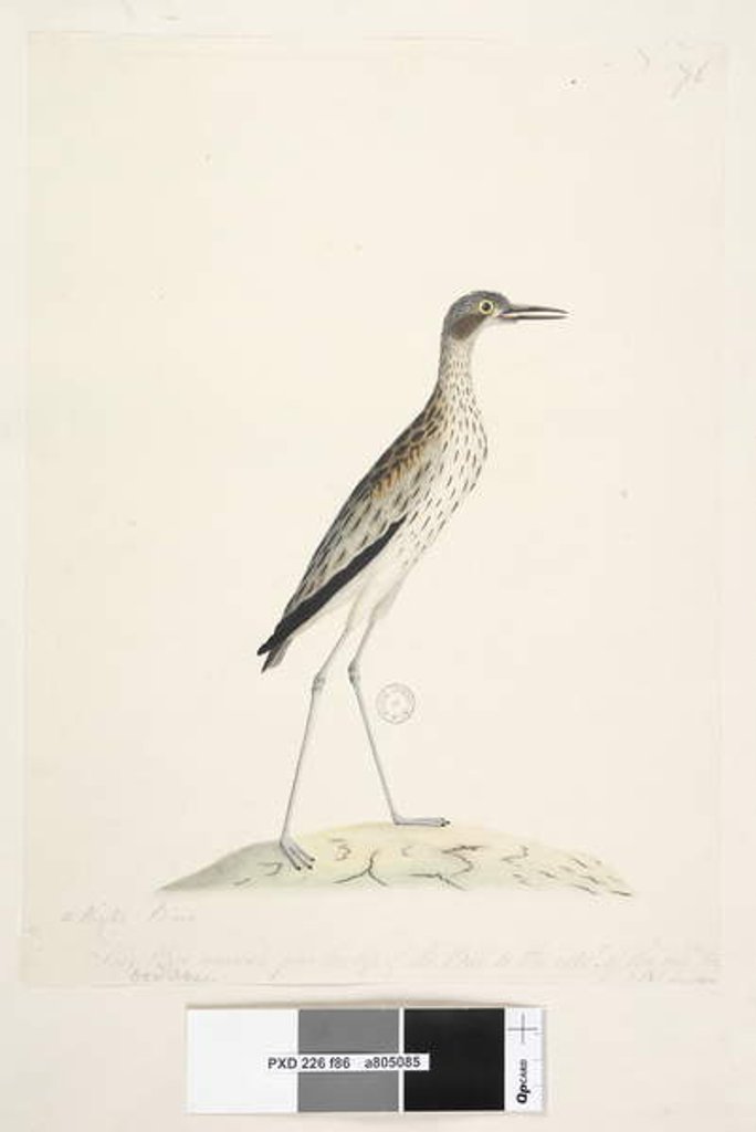 Detail of Page 86. A Night Bird by Unknown artist