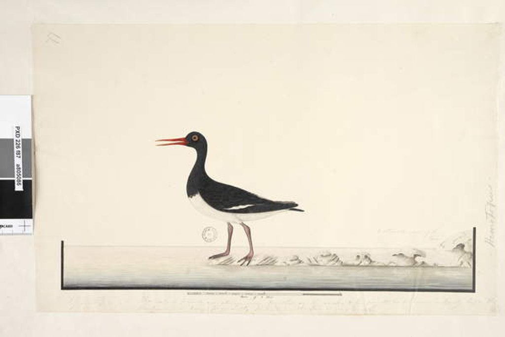 Detail of Page 87. Hematopus by Unknown artist