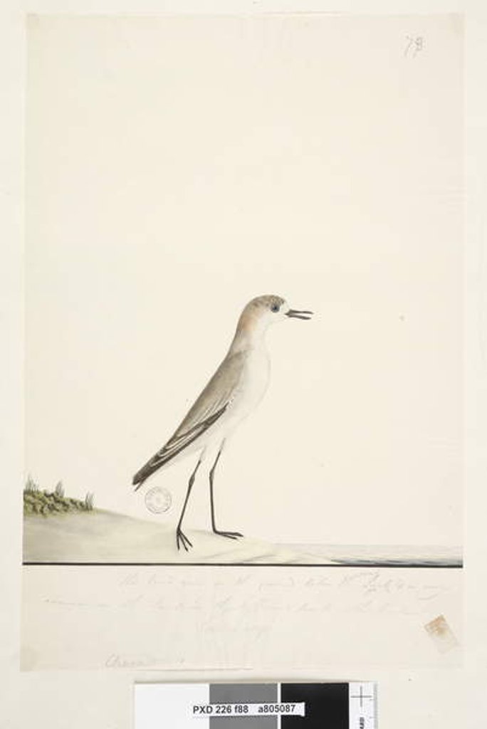 Detail of Page 88. Charadrius by Unknown artist