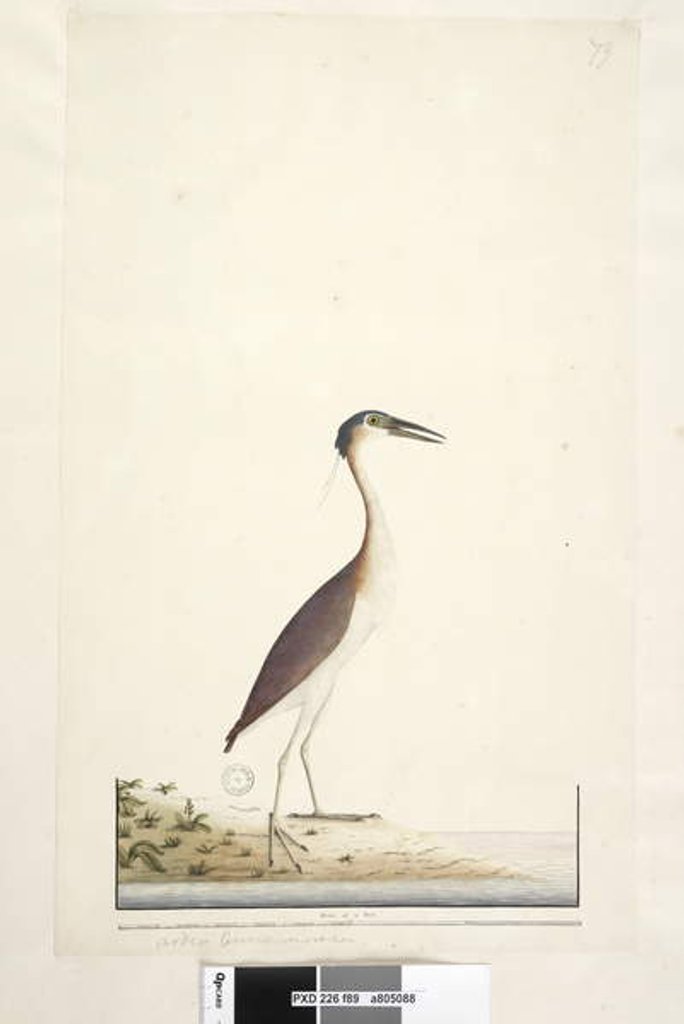 Detail of Page 89. Ardea? by Unknown artist