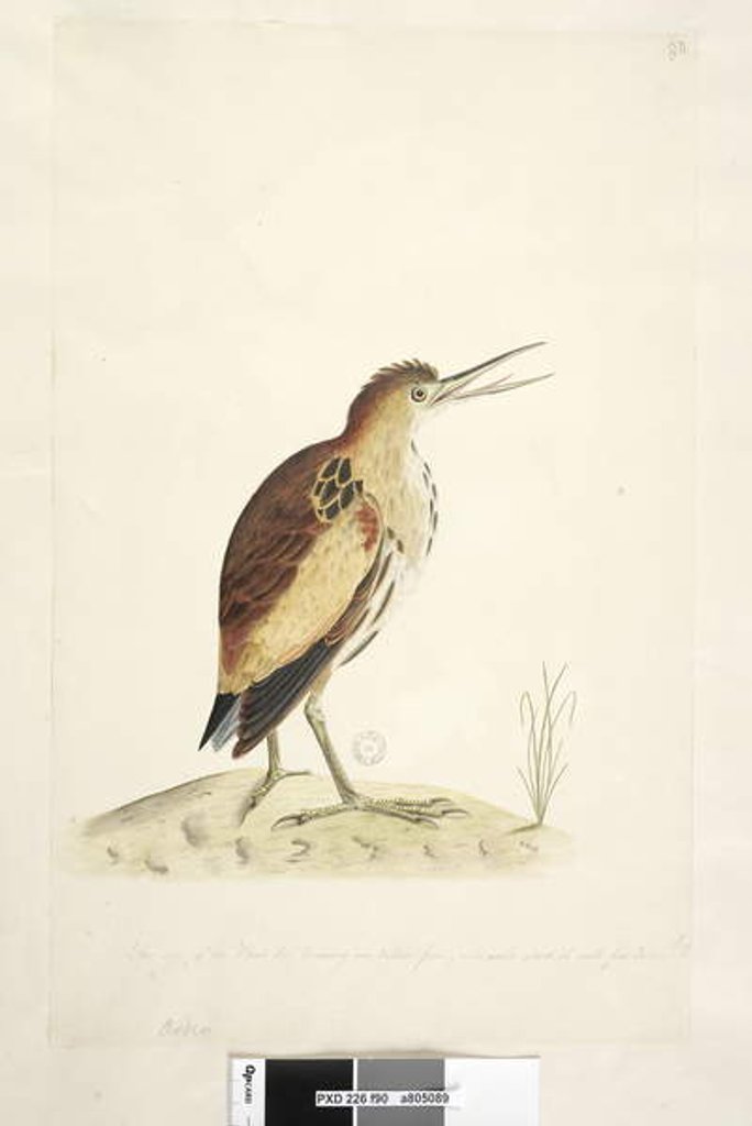 Detail of Little Bittern Ixobrychus minutus by Unknown artist