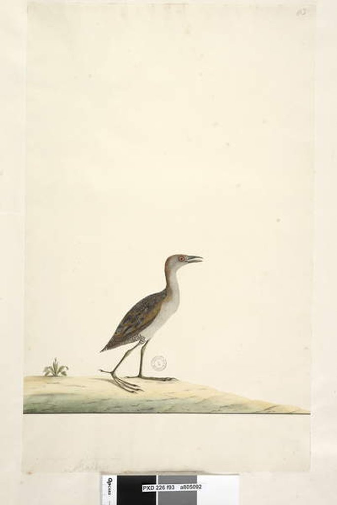 Detail of Page 93. Rallus by Unknown artist