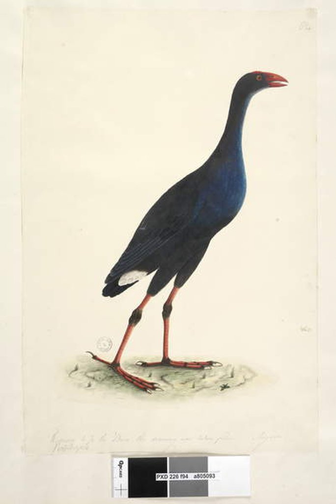 Detail of Page 94. Porphyrio. along lower edge in different hand by Unknown artist