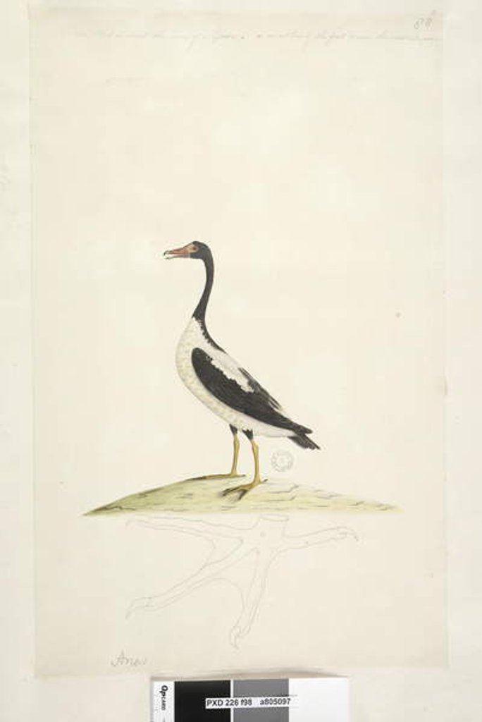 Detail of Page 98. Anas by Unknown artist