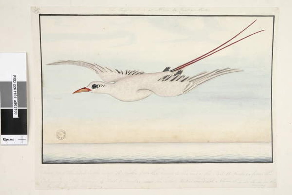 Detail of The Tropic Bird of Alma do Comtre, Mastre by Unknown artist
