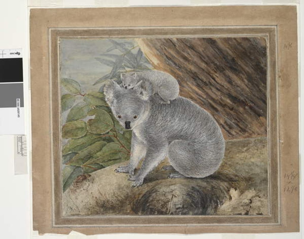 Detail of Koala and young, 1803, by John William Lewin