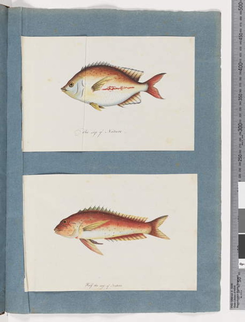 Detail of Page 3. Unidentified fish 4. Unidentified fish by Unknown artist