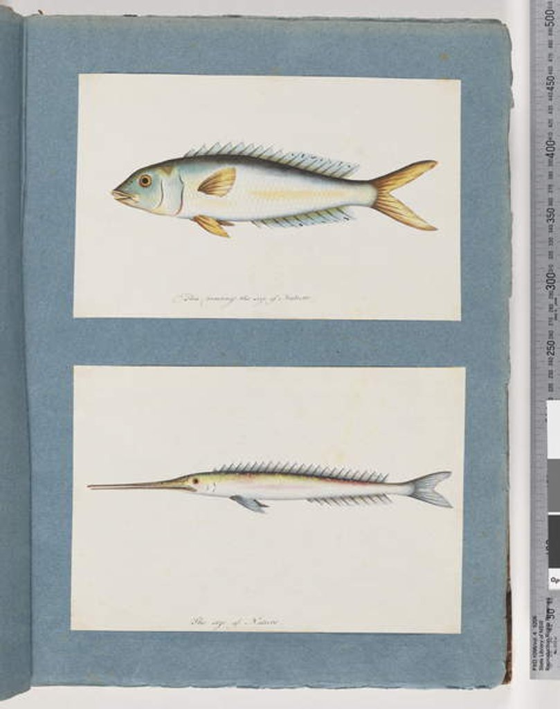 Detail of Page 9. Unidentified fish. 10. Unidentified fish by Unknown artist