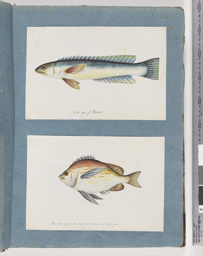 Detail of Page 11. Unidentified fish. 12. Unidentified fish by Unknown artist