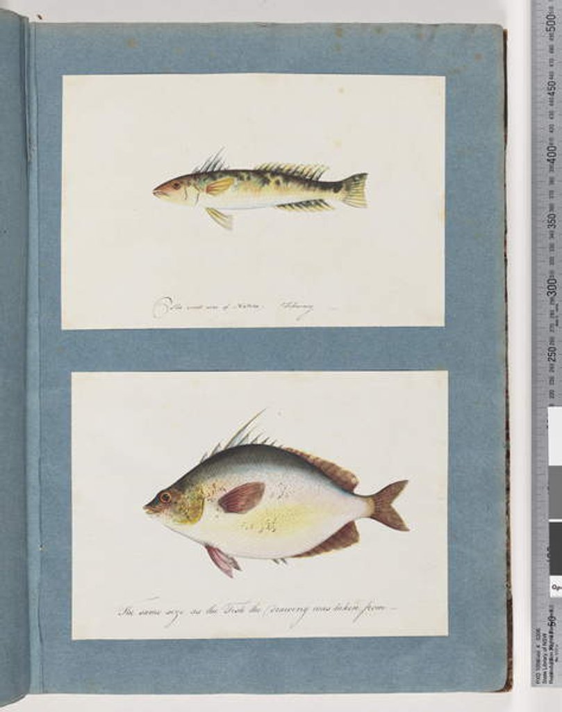 Detail of Page 13. Unidentified fish. 14. Unidentified fish by Unknown artist