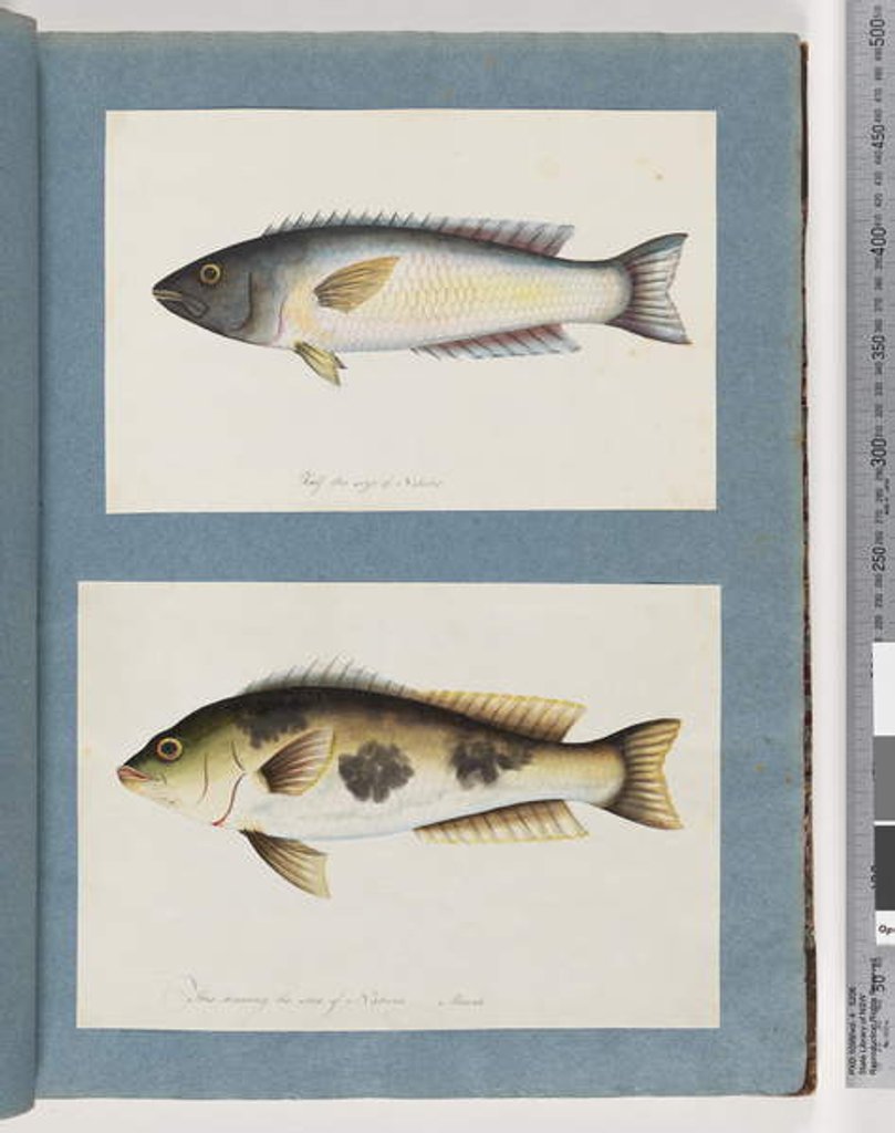 Detail of Page 18. Unidentified fish.19. Unidentified fish by Unknown artist