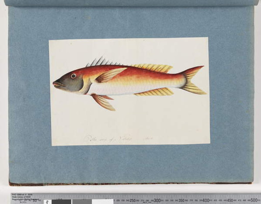 Detail of Page 20. Unidentified fish by Unknown artist