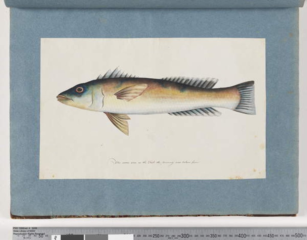 Detail of Page 21. Unidentified fish by Unknown artist